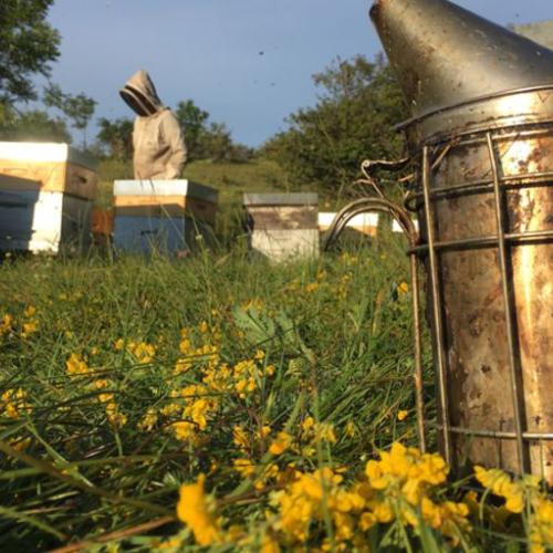 Les Ruchers du Faron